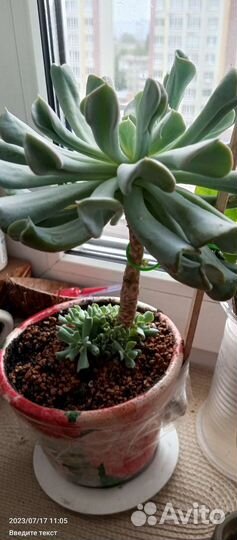 Эхверия Топси турви