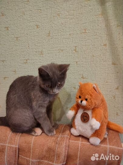 Кошка в добрые руки