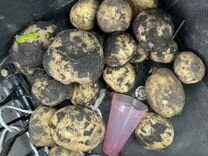 Картофель свежый урожай