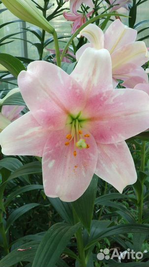 Лилия на срез