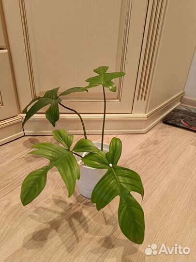 Ароидные:Эпипремнум,монстера,филодендроны