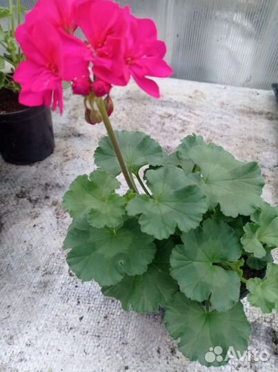 Пеларгония герань