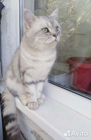 Британец вязка