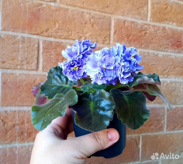 Комнатные растения цветущая Фиалка