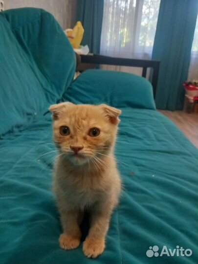 Рыжий котенок вислоухий