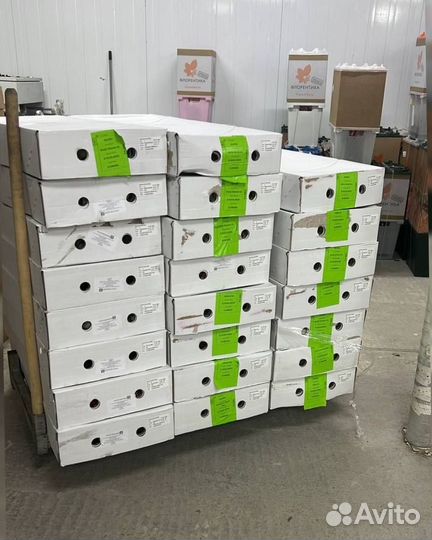 Цветы оптом розы кустовые пионы доставка цветов