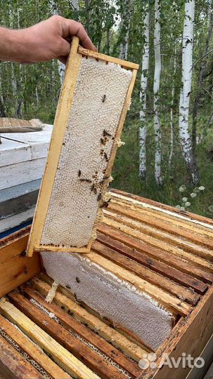 Мед с эко -пасеки. 1300 за 3 литра