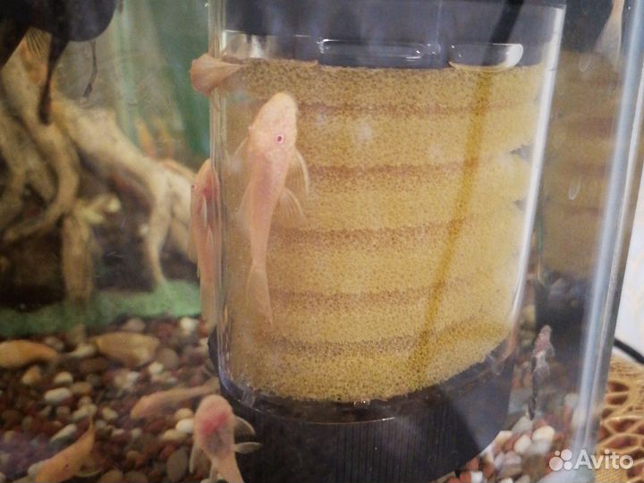 Сомик анциструс