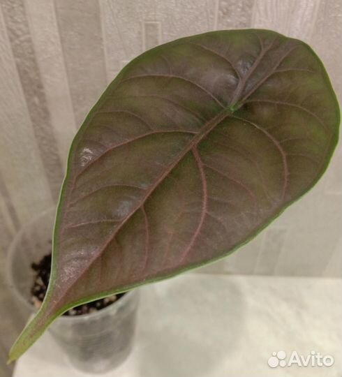 Алоказии Венти вар, Гагеана,Коразон