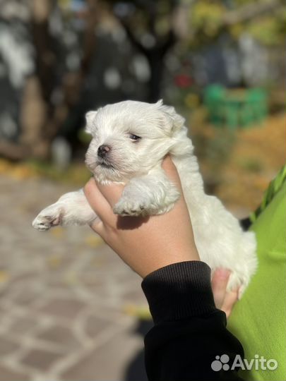 Мальчик Мльтезе мини