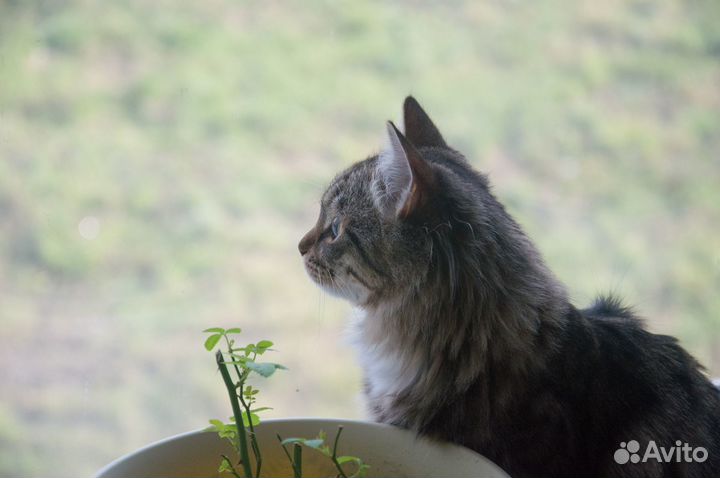 Nikon D3200 + AF-S DX nikkor 18-105mm