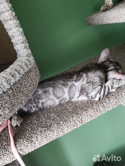 Бенгальский котёнок серебро с документами