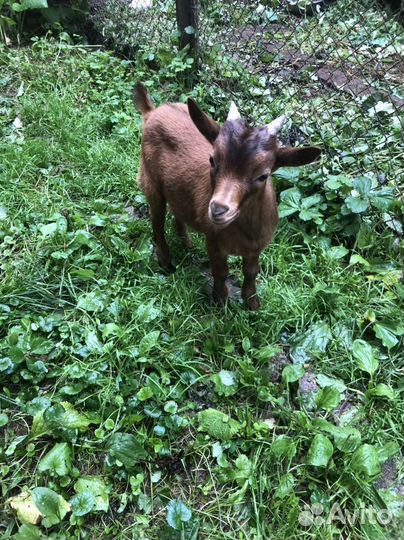 Камерунский козел