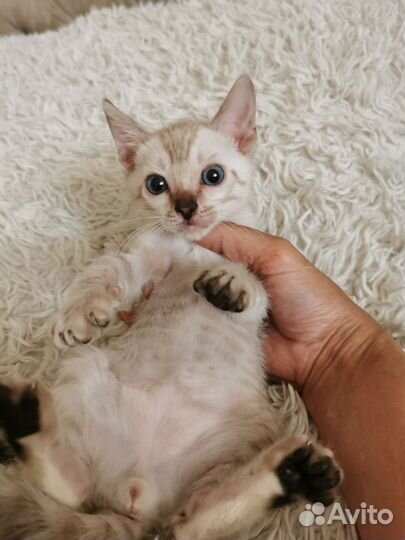 Красивые бенгальские котята