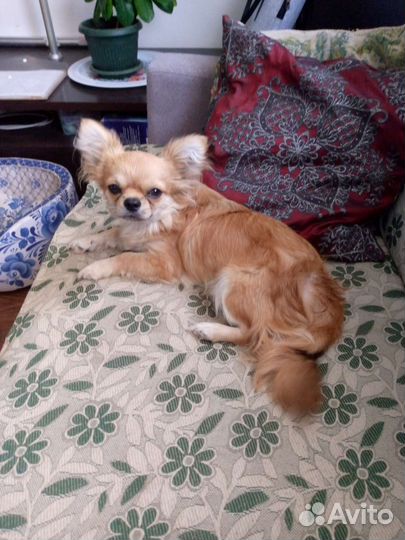 Чихуахуа мини