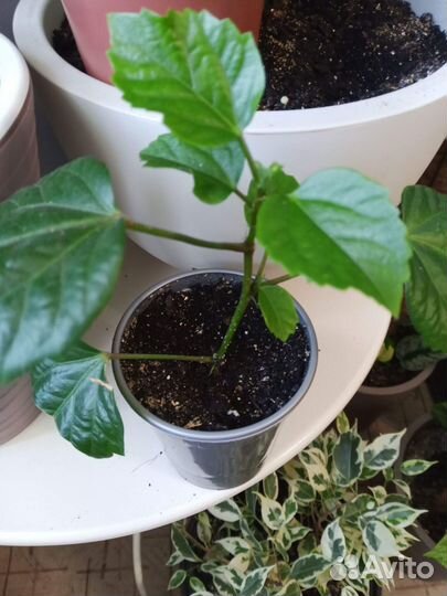 Гибискусы,фикус Лирата