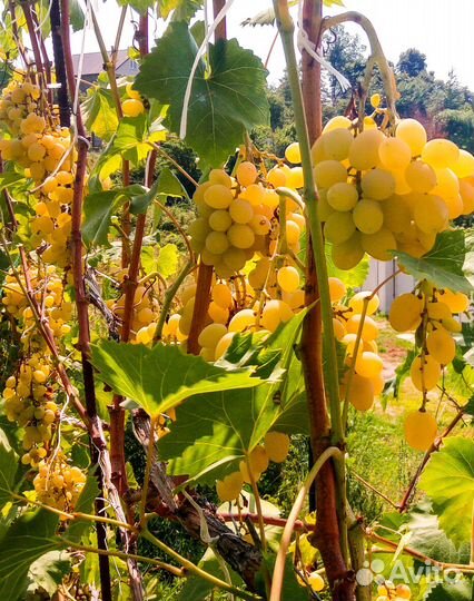 Саженцы винограда Августин