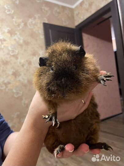 Ищем невесту для морской свинки Мальчику 2,5 г