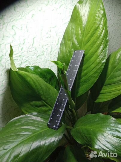 Спатифиллум