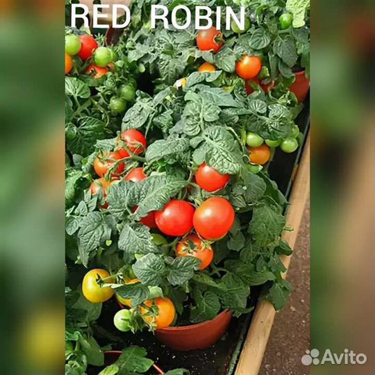 Комнатные помидоры