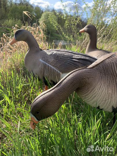 Чучела белолобого гуся North Way Антиблик
