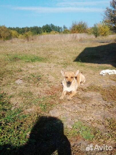 Щенки в добрые руки