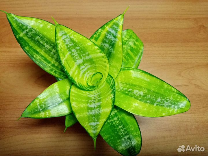 Сансевиерия сортовая, детки