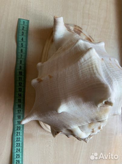 Ракушка морская большая