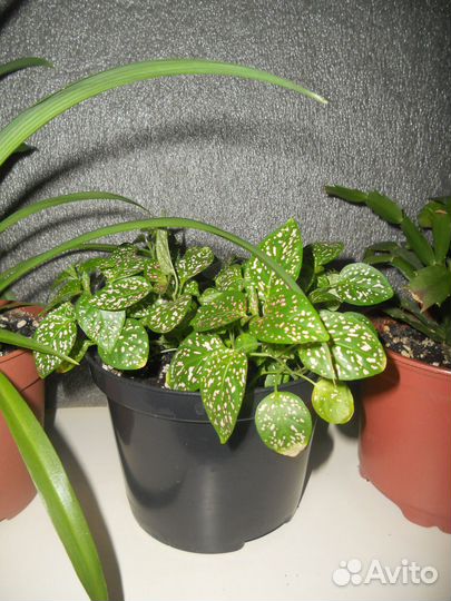 Комнатные цветы