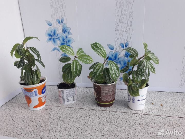 Пилея Кадье укорененные отростки