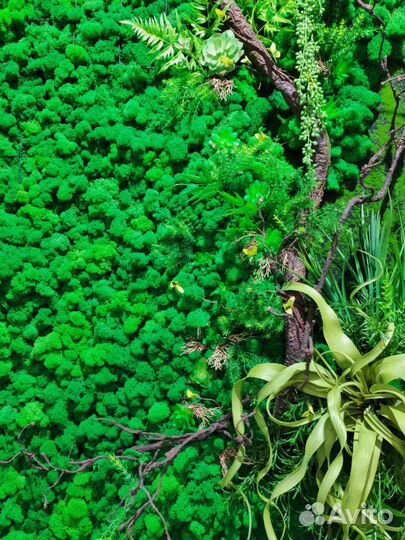 Картины из мха