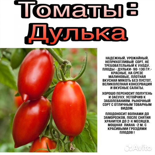 Рассада помидор