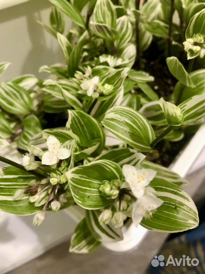 Цветок традесканция трехцветная