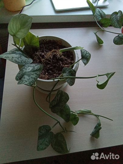 Сциндапсус пиктус Требе с фото