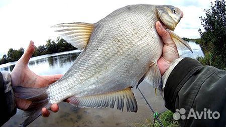 Свежая речная рыба