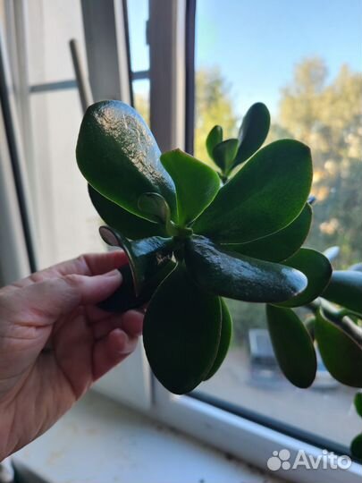 Денежное дерево толстянка в горшке