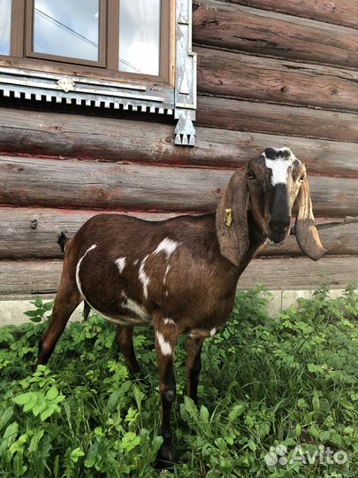 Нубийские козы, козочки