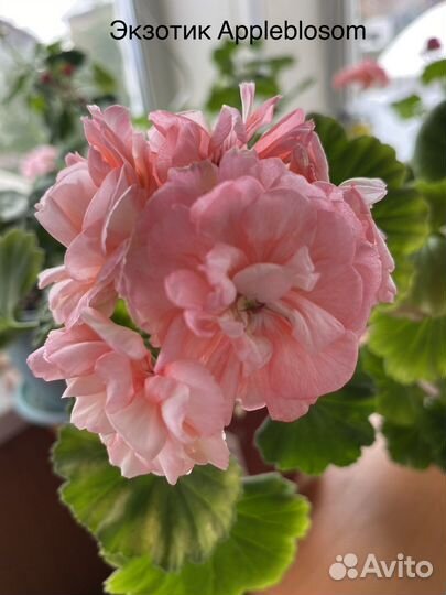 Продам срезы пеларгоний