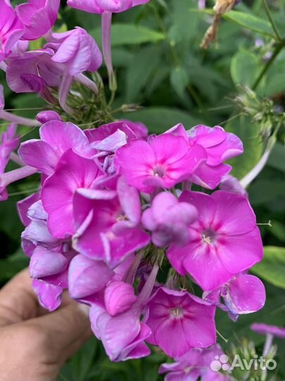 Флоксы метельчатые