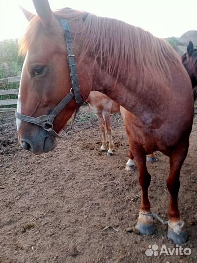 Кобыла с жеребенком