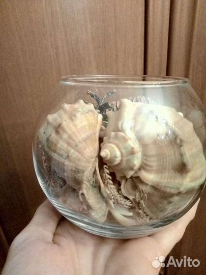 Композиция из ракушек в стекле