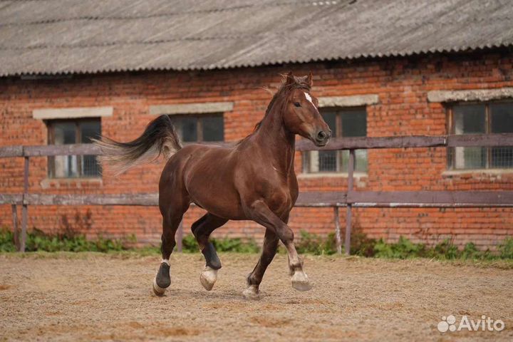 Литовский тяж, мерин