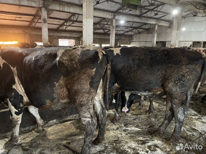 Быки на мясо