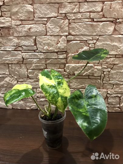 Филодендрон Бурле Макс
