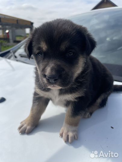 Щенок в дар бесплатно