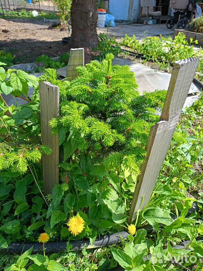 Саженцы Ели