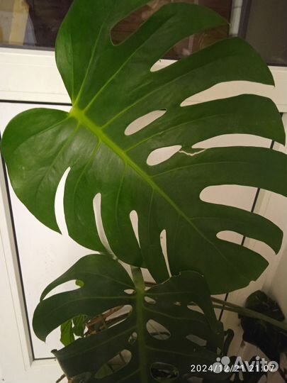 Монстера деликатесная