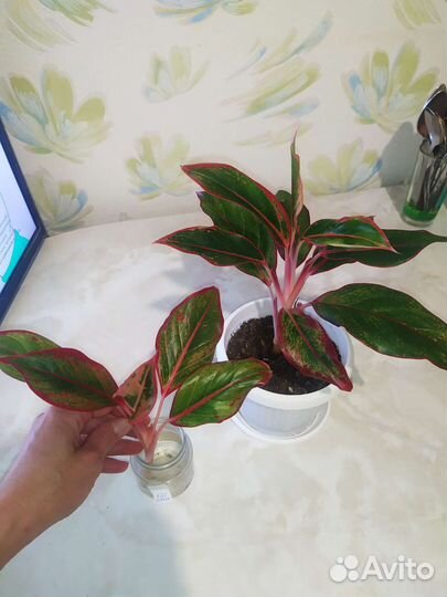 Цветы комнат. в горшках и ростки