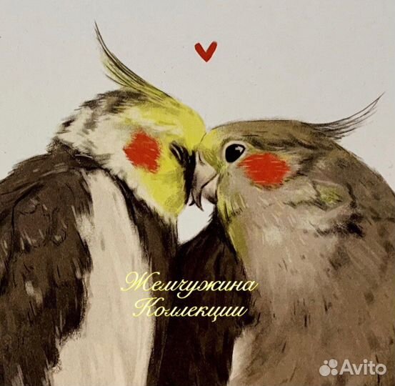 Говорящий попугай Корелла птенец