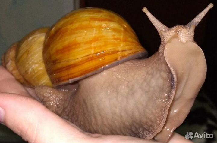 Отдам улиток Ахатины